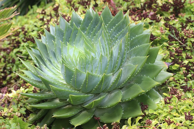 aloes