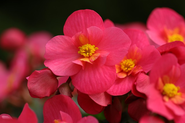 nawozy naturalne w marketbio begonia