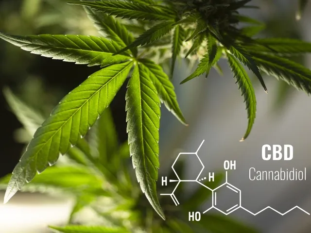 Q&A odnośnie olejków CBD
