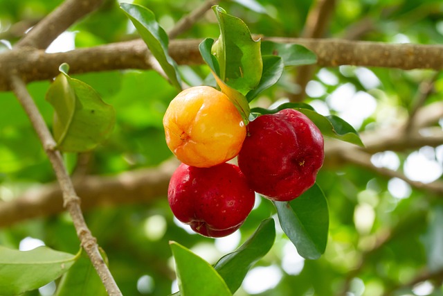 sok z aceroli acerola