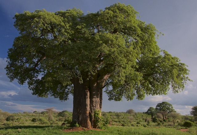 baobab superfoods