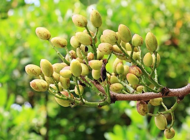 pistacje na gałazce